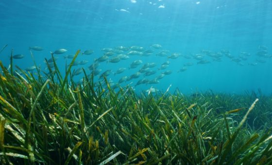 Dive-in-virtually-to-protect-the-oceans